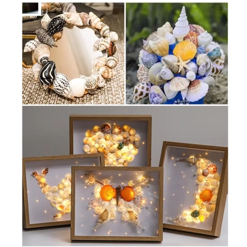 DIY만들기 꾸미기 방과후 공예 활동 해양 생물 천연 바다 큰 조개 소라 종류별 대용량