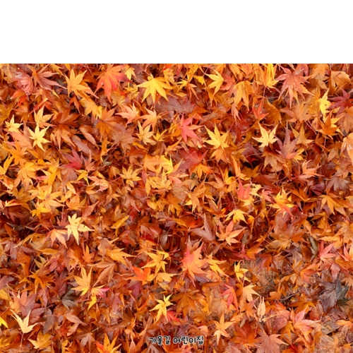 [파티붕붕] D6316 가을 단풍 현수막 / 어린이집 단풍잎 현수막 유치원 단풍놀이 행사 포토존