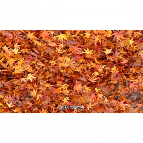 [파티붕붕] D6316 가을 단풍 현수막 / 어린이집 단풍잎 현수막 유치원 단풍놀이 행사 포토존