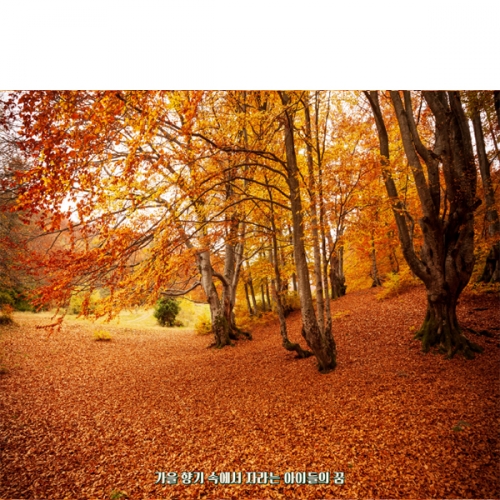 [파티붕붕] D6317 가을 현수막 / 유치원 단풍나무 현수막 어린이집 단풍 숲 오솔길 배경 포토존