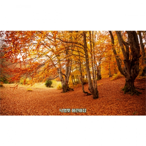 [파티붕붕] D6317 가을 현수막 / 유치원 단풍나무 현수막 어린이집 단풍 숲 오솔길 배경 포토존