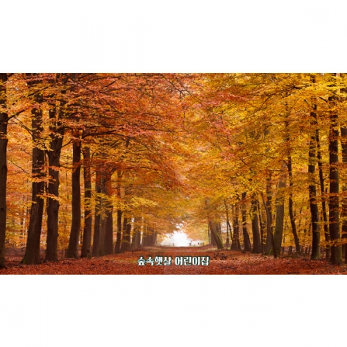 [파티붕붕] D6319 가을 현수막 / 유치원 어린이집 단풍나무 숲 계절 낙엽 길 환경판 포토존