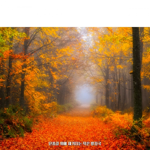 [파티붕붕] D6320 현수막 / 어린이집 단풍나무 현수막 유치원 가을 배경 포토존 제작