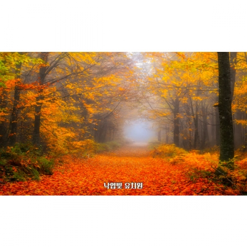 [파티붕붕] D6320 현수막 / 어린이집 단풍나무 현수막 유치원 가을 배경 포토존 제작