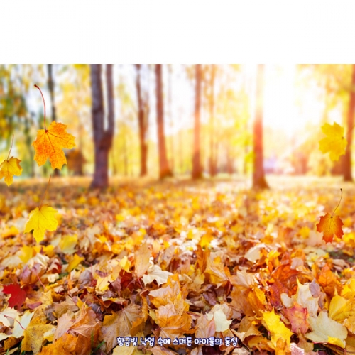 [파티붕붕] D6321 현수막 / 유치원 단풍 배경 현수막 어린이집 가을 숲속 포토존