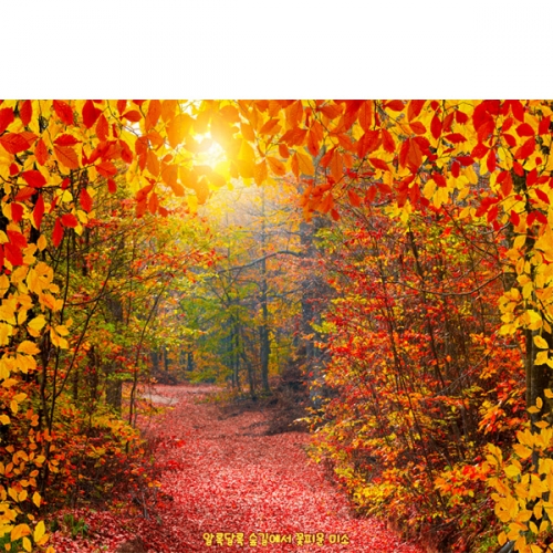 [파티붕붕] D6322 현수막 / 가을 단풍나무 현수막 단풍 숲 나무 배경 포토존 제작