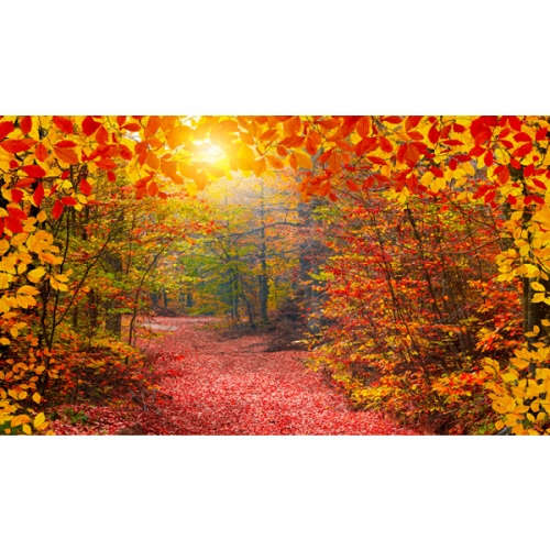 [파티붕붕] D6322 현수막 / 가을 단풍나무 현수막 단풍 숲 나무 배경 포토존 제작
