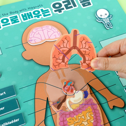 [캐스비]튼튼 자석으로배우는 우리몸(1679)