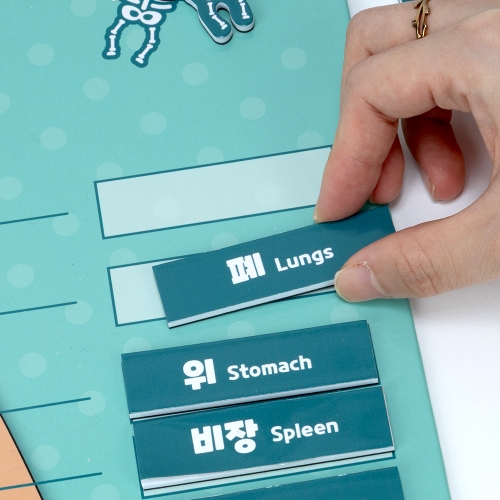 [캐스비]튼튼 자석으로배우는 우리몸(1679)