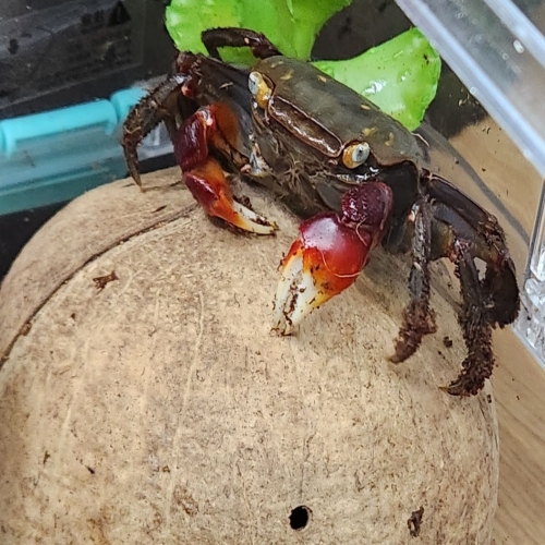 크랩 분양 전문, 작은도둑게, 성체 스마일크랩 먹이 바닥재