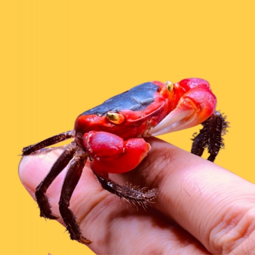 작은게 애플크랩 1마리 키우기, 팔루다리움 애완크랩 사육