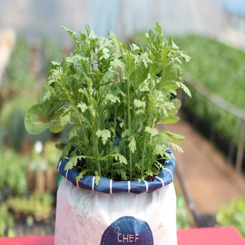 셰프가든 텃밭세트