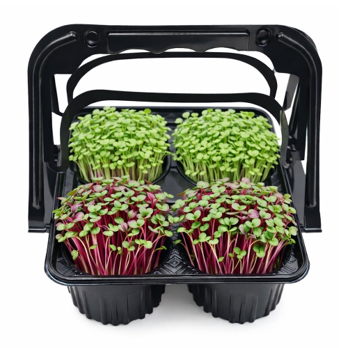 모둠 새싹 키우기