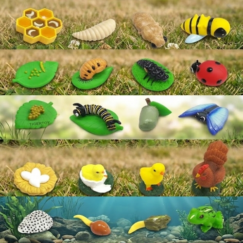안전한 완구 교구 자연 생태 성장 과정 교육 모형 곤충 동물 5종 20p 보관함 세트