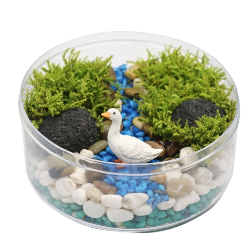 깃털이끼 테라리움