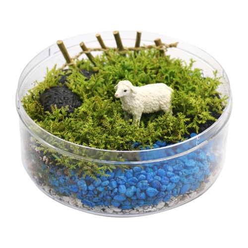 깃털이끼 테라리움