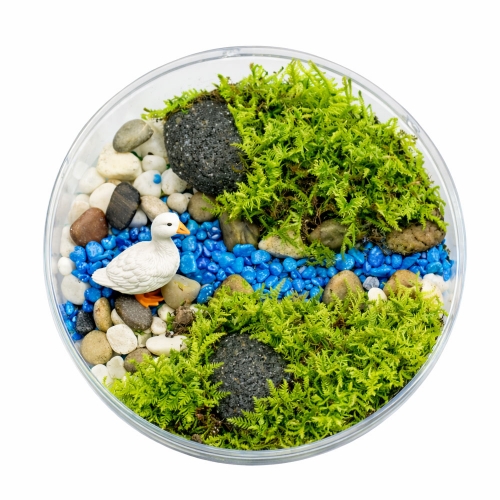 깃털이끼 테라리움