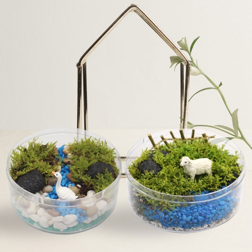 깃털이끼 테라리움