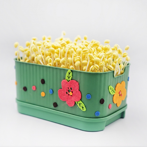 콩나물 키우기 키트 사각시루