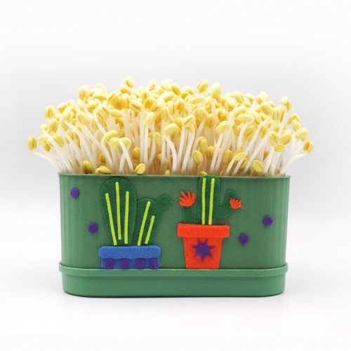 콩나물 키우기 키트 사각시루