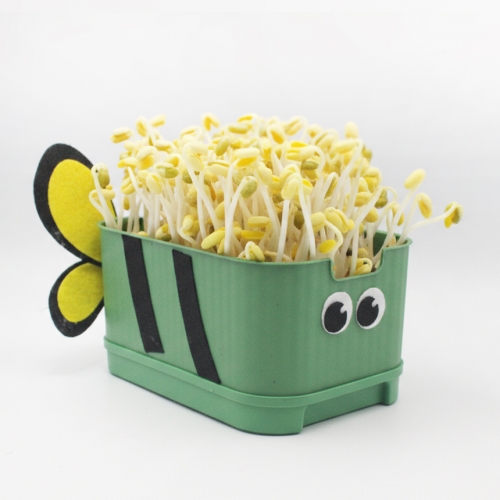 콩나물 키우기 키트 사각시루