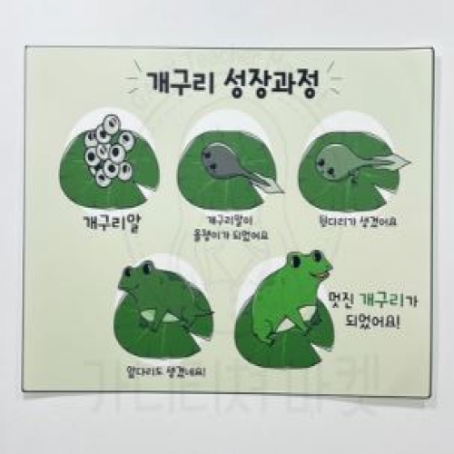 개구리 성장과정 포스터