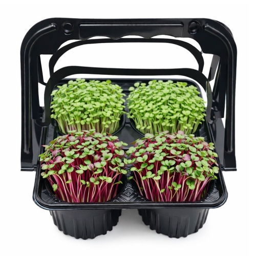 모둠 새싹 키우기 ( 브로콜리,적무순 새싹 키우기 kit)