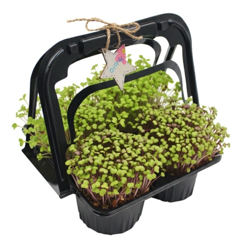 모둠 새싹 키우기 ( 브로콜리,적무순 새싹 키우기 kit)