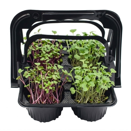 모둠 새싹 키우기 ( 브로콜리,적무순 새싹 키우기 kit)