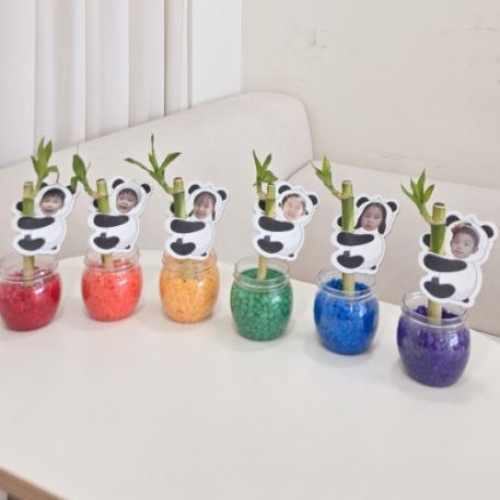 식목일 판다개운죽키우기