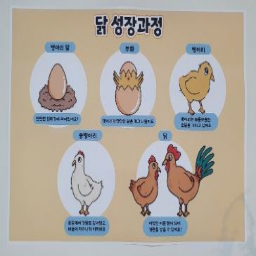 닭 성장과정 포스터