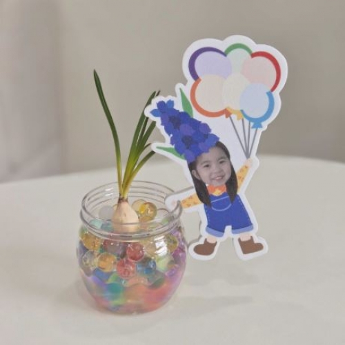 식목일 무스카리 수경재배