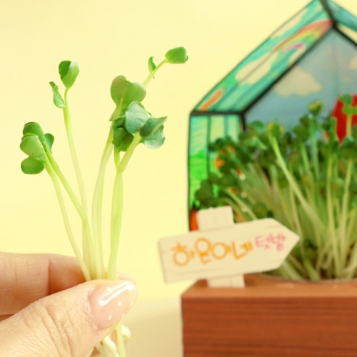 새싹 키우기 미니가든 5set (+식물일지 포함)