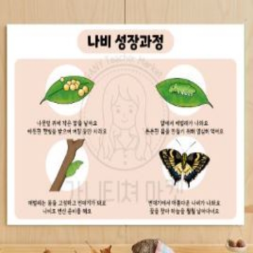 나비의 성장과정 포스터