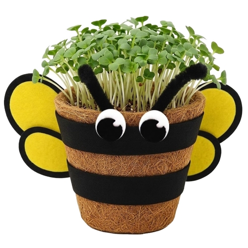 뚝딱 새싹채소 코코넛 화분 꾸미기