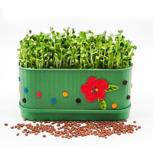 새싹 무순 키우기 키트 사각시루