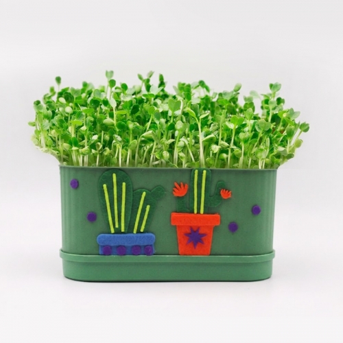 새싹 무순 키우기 키트 사각시루