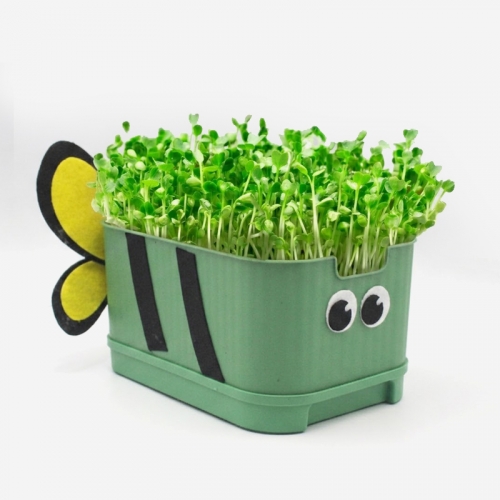 새싹 무순 키우기 키트 사각시루