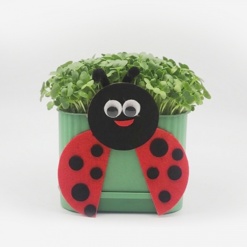 새싹 무순 키우기 키트 사각시루