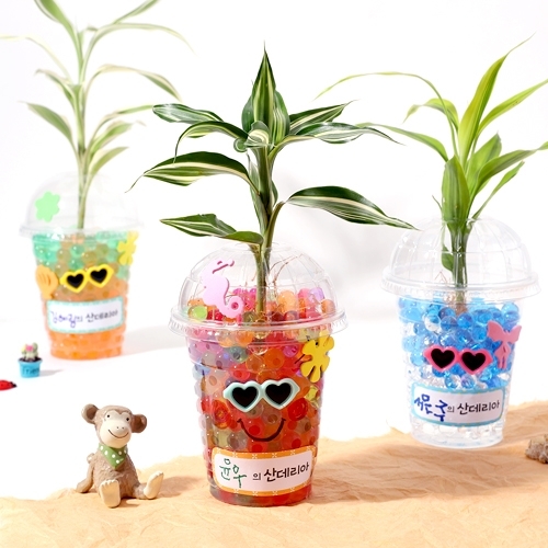 [아트랄라] 공기정화식물 산데리아 미니정원(5인용)