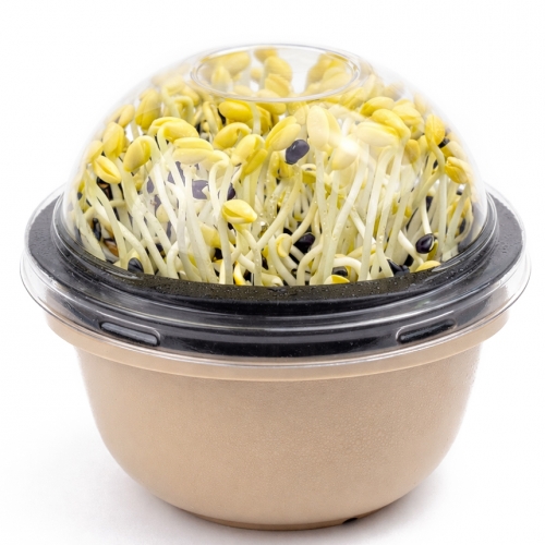 쑥쑥이 콩나물 키우기 체험 키트 어린이 식물 재배 현장 학습 세트