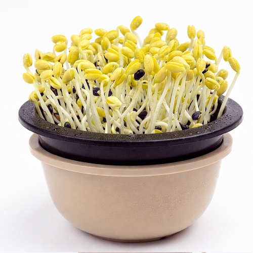 쑥쑥이 콩나물 키우기 체험 키트 어린이 식물 재배 현장 학습 세트