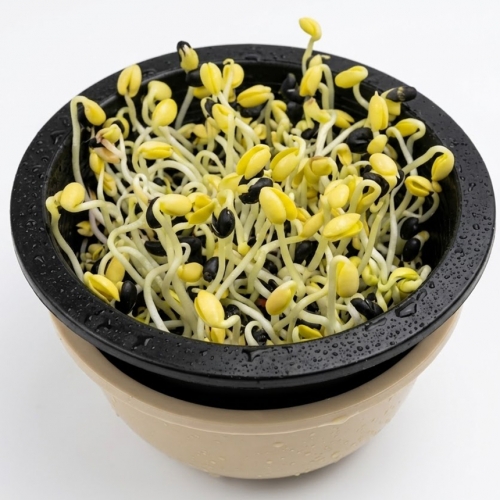 쑥쑥이 콩나물 키우기 체험 키트 어린이 식물 재배 현장 학습 세트