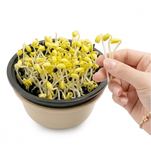 쑥쑥이 콩나물 키우기 체험 키트 어린이 식물 재배 현장 학습 세트