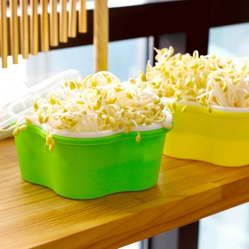 [아트랄라] 큰시루 콩나물 키트