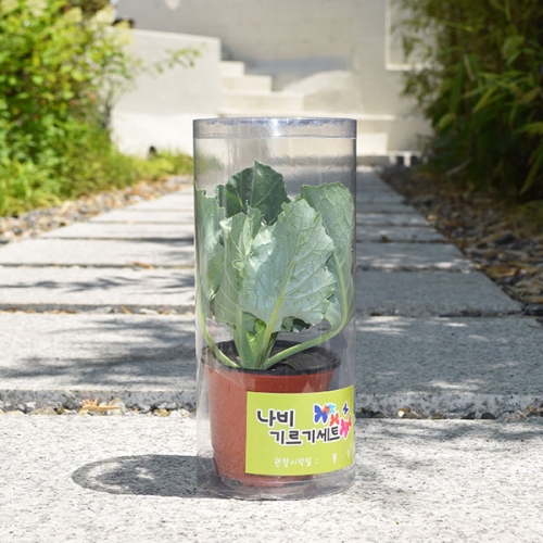 배추흰나비 키우기(소형)