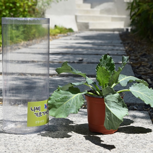 �����򳪺�( Ű���(����)