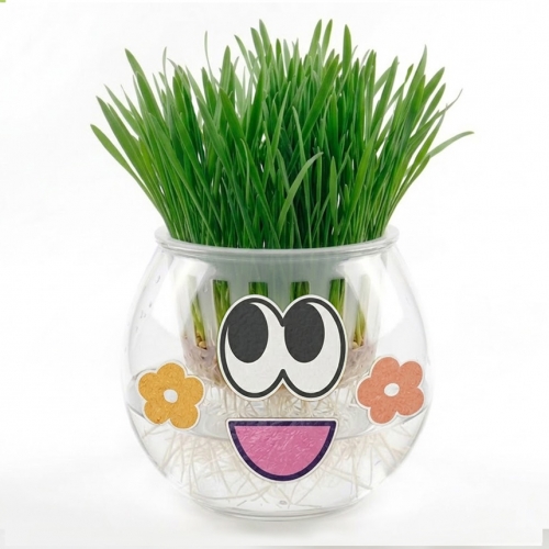 보리새싹 키우기 세트 식물 재배 현장학습  체험 키트 - 관찰일지 포함