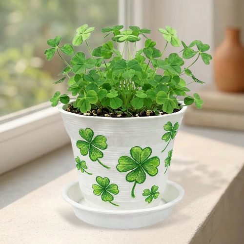 [탑키드] 행운의 클로버 토끼풀 새싹 키우기