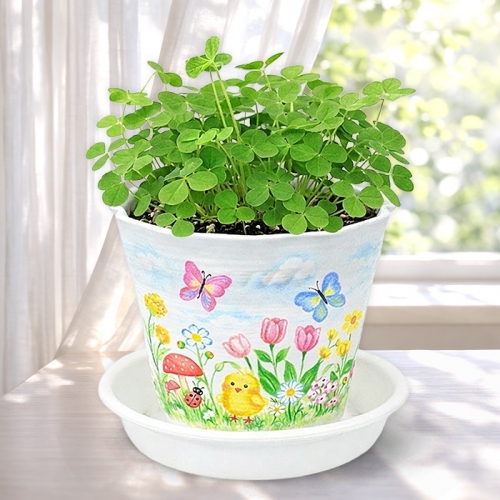 [탑키드] 행운의 클로버 토끼풀 새싹 키우기